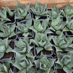 Agáve (Agave parrasana) ´GLOBE´ - výška 5 cm, ⌀10 cm, kont. P11 (-15°C)